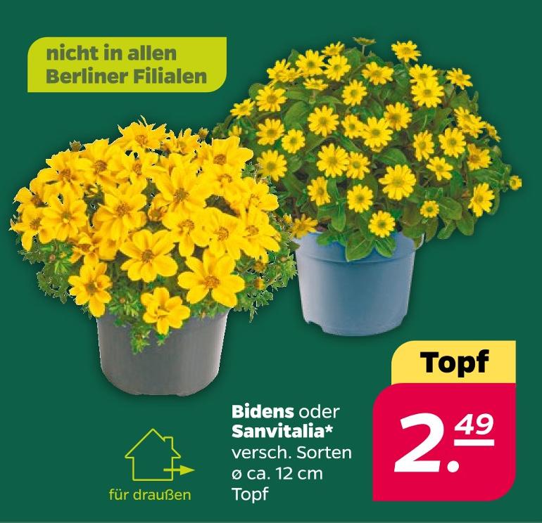 Bidens oder Sanvitalia