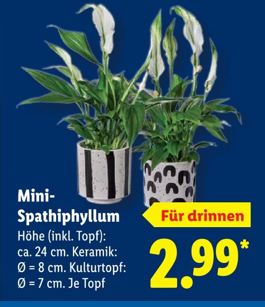 Mini-Spathiphyllum