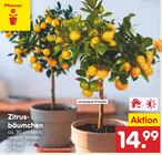 Zitrusbäumchen  im aktuellen Netto Marken-Discount Prospekt für 14,99 €