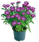 Herbst-Aster für 2,79 € bei Hellweg im Angebot Herbst-Aster im aktuellen Hellweg Prospekt