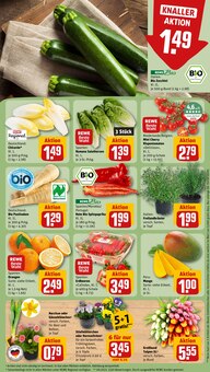 Pflanzen im aktuellen REWE Prospekt (Erlangen) Pflanzen im REWE Prospekt "Dein Markt" mit 20 Seiten (Erlangen)