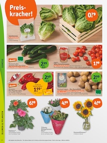 Blumen im tegut Prospekt "tegut… gute Lebensmittel" mit 23 Seiten (Nürnberg)