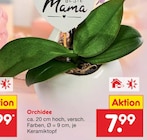 Orchidee Angebote bei Netto Marken-Discount Bergisch Gladbach für 7,99 €
