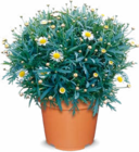 Aktuelles Margeritenbusch Angebot bei Netto Marken-Discount in Oberhausen ab 4,99 €
