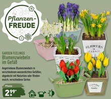 Blumenzwiebeln bei ALDI Nord in Paderborn Blumenzwiebeln im Angebot bei ALDI Nord Paderborn für 2,99 €
