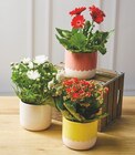 Plante fleurie en promo chez Super U Antibes à 6,99 €