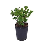 Hortensia Macrophylla à grandes fleurs. Le pot de 2 litres - BOTANIC® en promo chez Botanic Drancy à 5,99 €