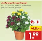 dreifarbige Chrysanthemen im Netto Marken-Discount Prospekt dreifarbige Chrysanthemen von im aktuellen Netto Marken-Discount Prospekt für 1,99 €