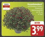 Aktuelles Chrysanthemenbusch Angebot bei E center in Chemnitz ab 3,99 €