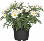 Margerite bei Hagebaumarkt im Rutesheim Prospekt für 2,49 €