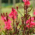 BOTANIC®-Gaura coloris rose. Le pot de 2 litres en promo chez Botanic BOTANIC®-Gaura coloris rose. Le pot de 2 litres dans le catalogue Botanic