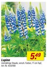 toom Baumarkt Zittau - Lupine Angebot im Prospekt Lupine bei toom Baumarkt im Zittau Prospekt für 5,49 €