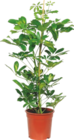 GRANDE PLANTE VERTE - GARDENLINE en promo à 19,99 € chez Aldi GRANDE PLANTE VERTE - GARDENLINE dans le catalogue Aldi