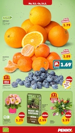 Penny Kraeutererde im Prospekt 