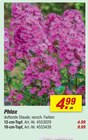 Phlox 13-cm-Topf für 4,99 € bei toom Baumarkt im Angebot Phlox 13-cm-Topf im aktuellen toom Baumarkt Prospekt