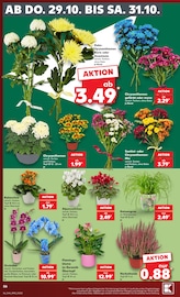 Aktueller Kaufland Prospekt mit Blumen, "Hier bin ich richtig", Seite 60