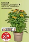 Sonnenhut Rudbeckia 'Summerina' für 8,99 € bei V-Markt im Angebot Sonnenhut Rudbeckia 'Summerina' im aktuellen V-Markt Prospekt