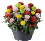 Coupe chrysanthème Flower Pops à 11,49 € dans le catalogue Lidl