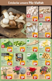 Blumen Angebot & Preis im aktuellen REWE Prospekt Blumen Angebot im aktuellen REWE Prospekt auf Seite 7