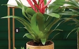 Plantes fleuries en promo à 9,99 € chez Super U Plantes fleuries dans le catalogue Super U