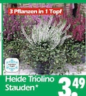 Heide Triolino Stauden im Angebot bei Wreesmann in Hoyerswerda Heide Triolino Stauden Angebote bei Wreesmann Hoyerswerda für 3,49 €