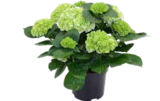 Bauernhortensie bei OBI im Marburg Prospekt für 12,99 €