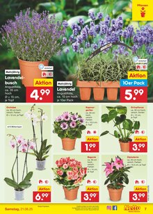 Zimmerpflanzen im aktuellen Netto Marken-Discount Prospekt (Stuttgart) Zimmerpflanzen im Netto Marken-Discount Prospekt "Aktuelle Angebote" mit 59 Seiten (Stuttgart)
