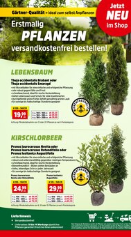 Heckenpflanzen im Thomas Philipps Prospekt "Top Angebote" mit 16 Seiten (Wuppertal)