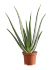 Aloé Vera en promo chez Lidl Aloé Vera dans le catalogue Lidl