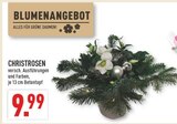 Christrosen Angebote bei Marktkauf Hagen für 9,99 €