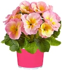 Rosenprimel „Pink Pearl“ bei Penny im Altlußheim Prospekt für 1,29 €