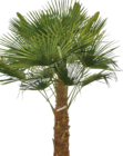Hanfpalme im Hornbach Prospekt Hanfpalme von im aktuellen Hornbach Prospekt für 199,00 €