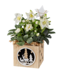 Hellébore en pot en bois (rose de Noël) en promo à 6,99 € chez Lidl Hellébore en pot en bois (rose de Noël) dans le catalogue Lidl