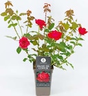 Beet-, Edel- und Kletterrosen im aktuellen Hellweg Prospekt