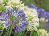 Agapanthe ECLOZ à Jardineries du terroir dans Delle