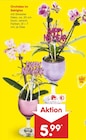 Orchidee im Sektglas im Angebot bei Netto Marken-Discount in Bergheim Orchidee im Sektglas Angebote bei Netto Marken-Discount Bergheim für 5,99 €
