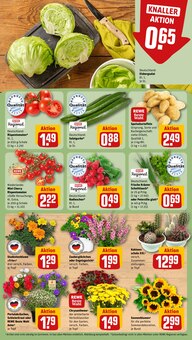 Blumen im aktuellen REWE Prospekt (Augsburg) Blumen im REWE Prospekt "Dein Markt" mit 28 Seiten (Augsburg)