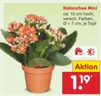Kalanchoe Mini Angebote bei Netto Marken-Discount Tübingen für 1,19 €