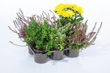 Lidl Alzey - Herbstpflanzenmix Angebot im Prospekt Herbstpflanzenmix bei Lidl im Alzey Prospekt für 5,99 €