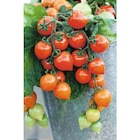 Plants de tomates en promo chez Carrefour Plants de tomates dans le catalogue Carrefour