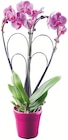 Phalaenopsis arceau en promo chez Colruyt Besançon à 19,95 €
