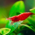 Promo 5 crevettes 'Red Cherry' à 10,00 € dans le catalogue Truffaut à Arcueil