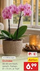 Aktuelle Pflanzen Angebote bei Netto Marken-Discount in Jena Aktuelles Orchidee Angebot bei Netto Marken-Discount in Jena ab 6,99 €