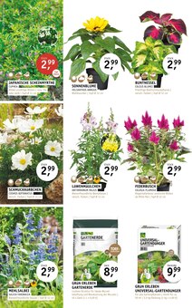 Gartenerde im ROSENGUT Langerwisch Prospekt "WILLKOMMEN SOMMER!" mit 12 Seiten (Potsdam)