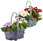 Frühlingskörbchen im aktuellen REWE Prospekt