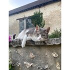 Pâtée pour chat - GOURMET GOLD en promo chez Carrefour Pâtée pour chat - GOURMET GOLD dans le catalogue Carrefour