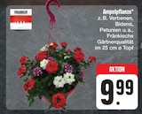 Angebot im E center Chemnitz Prospekt E center Chemnitz Prospekt mit im Angebot für 9,99 €