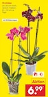 Aktuelles Orchidee Angebot bei Netto Marken-Discount in Erlangen ab 6,99 €