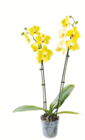 toom Baumarkt Oftersheim - Schmetterlingsorchidee Angebot im Prospekt Schmetterlingsorchidee bei toom Baumarkt im Oftersheim Prospekt für 8,99 €