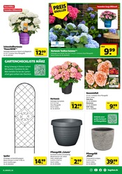Hortensie im Hagebaumarkt Prospekt in Sindelfingen Aktueller Hagebaumarkt Prospekt mit Hortensie, "So günstig geht das!", Seite 3